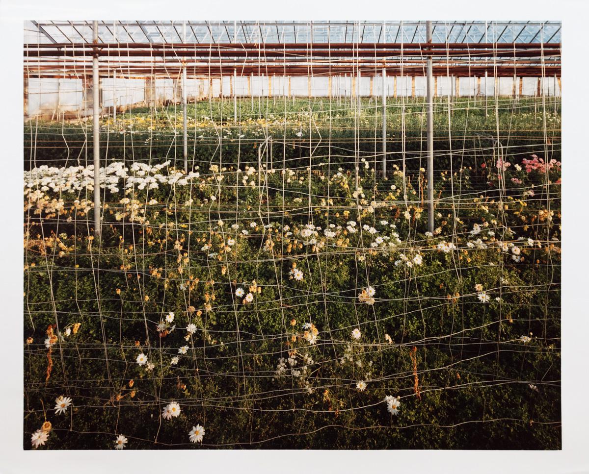 Photograph by Edward Burtynsky. Rows of flowers in a green house.