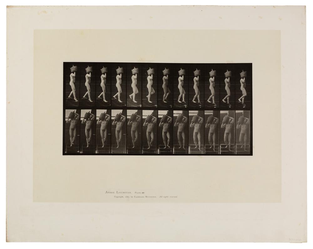 Series of photos studying the movement of a man done by Eadweard J. Muybridge around 1872-1885.