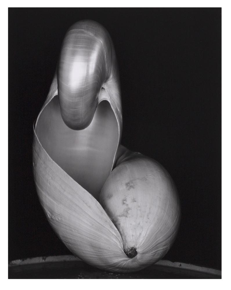 Abstract photo of two shells taken by Edward Weston.