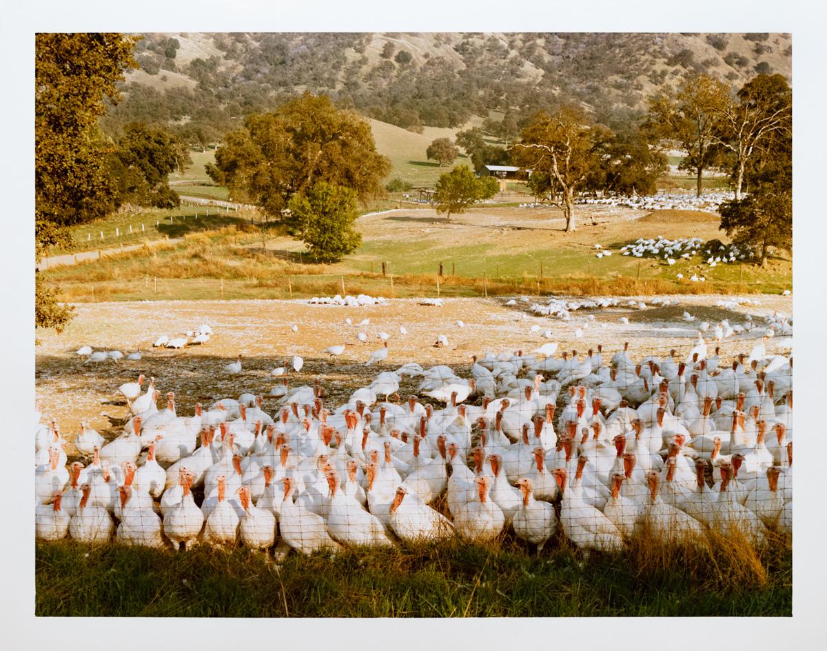 Photograph by Edward Burtynsky. A flock of turkeys gathered in a field.