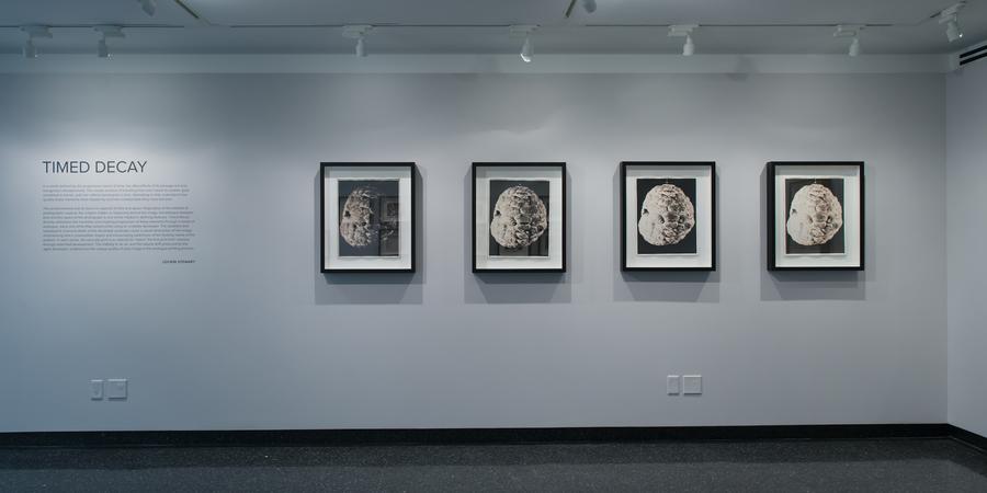 Four black and white photographs on a white wall, text reads "Timed Decay"