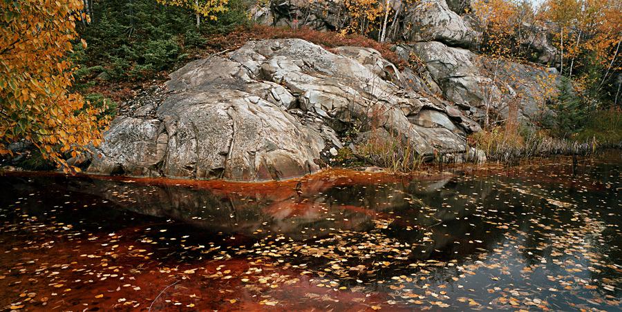 Photograph by Edward Burtynsky. Landscape image of a body of water with leaves in it.