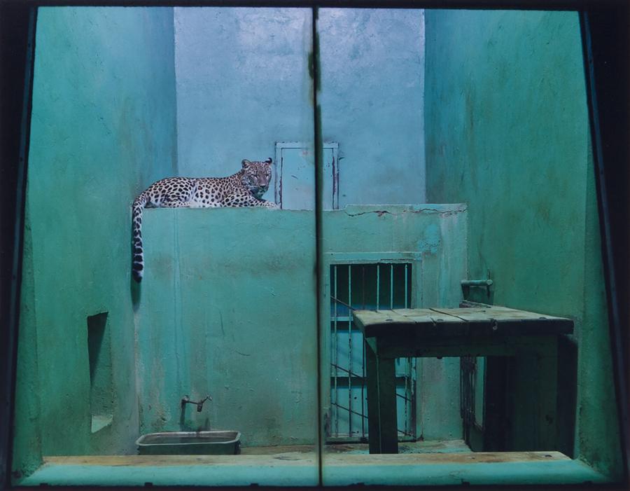 A tiger in a turquoise cell