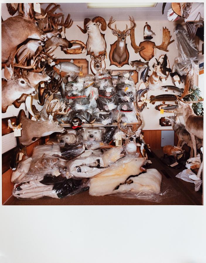 Photograph by Edward Burtynsky. Taxidermy animals fill the walls of a room.